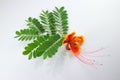 Leaf of Red Flamboyant flower isolated Royalty Free Stock Photo
