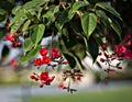 Leaf and red flowers- Jatropha integerrima