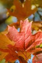 Leaf, red maple tree Royalty Free Stock Photo