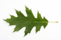 Leaf of the red oak