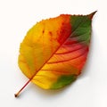 leaf red yellow green color wearing long coat mature change half four seasons split listing Royalty Free Stock Photo