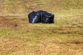 Leaf removal. Black plastic bags with last year's dry leaves on the lawn in the park Royalty Free Stock Photo