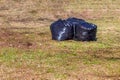 Leaf removal. Black plastic bags with last year's dry leaves on the lawn in the park Royalty Free Stock Photo