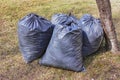 Leaf removal. Black plastic bags with last year's dry leaves on the lawn in the park Royalty Free Stock Photo