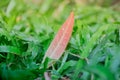 A leaf resting on the top of some fresh grass shows the ultimate