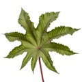 Leaf of ricinus communis close-up. isolated on white background Royalty Free Stock Photo