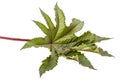 Leaf of ricinus communis close-up. isolated on white background Royalty Free Stock Photo