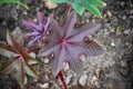 Leaf ricinus communis on top Royalty Free Stock Photo