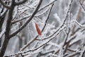 Leaf and rime frost. Piedmont, Northern Italy. Royalty Free Stock Photo