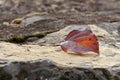 Leaf on a rock in autumn Royalty Free Stock Photo