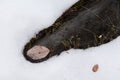 Leaf on a rock in a frozen ground. Royalty Free Stock Photo