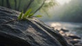 Serene Sunrise: Green Leaves Resting on River Rock