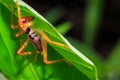 Leaf Rolling Grasshoppers Royalty Free Stock Photo