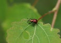 A Leaf rolling weevil, Byctiscus populi, perching on a Aspen tree leaf, Populus tremula, in woodland. Royalty Free Stock Photo