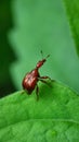 Leaf-Rolling Weevil (Genus Leptapoderus) Macro Portrait Royalty Free Stock Photo