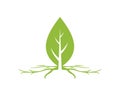 Leaf root logo icon template