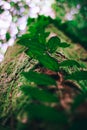 leaf roots creeping in trees