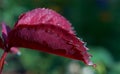 Leaf of rose with dew drops Royalty Free Stock Photo