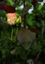 Leaf rose with drops Royalty Free Stock Photo