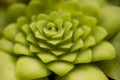 Leaf rosette of the carnivorous Pinguicula moranensis Royalty Free Stock Photo