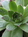 Leaf rosette center of Houseleek plant, also called Liveforever, latin name Sempervivum, with drops of water on leaves.