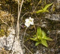 Leaf rosette - Pinguicula alpina, also known as the alpine butterwort, is a species of carnivorous plant native. A