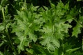 Leaf rosette of a spear thistle, Cirsium vulgare