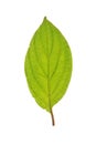 Leaf of Roughleaf Dogwood isolated on white Royalty Free Stock Photo