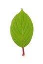 Leaf of Roughleaf Dogwood isolated on white Royalty Free Stock Photo