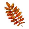 Leaf rowan