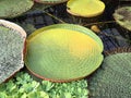 Leaf of The Royal Victoria Amazonica giant water lily