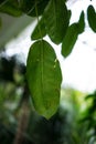 Leaf of rubber tree ficus andrew moraceae from asia Royalty Free Stock Photo