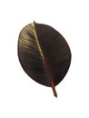 Leaf rubber tree, homero, elastic ficus fig tree