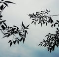Leaf's (shadow like appearance) making a pattern with sky in the background. silhouette image Royalty Free Stock Photo