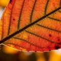 The leaf s texture and translucent quality while small imperfection Royalty Free Stock Photo