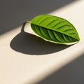The leaf s veins are prominently visible, casting intricate shadows Royalty Free Stock Photo