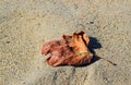 Leaf on the sand at Aliso Beach in South Laguna Beach, California Royalty Free Stock Photo