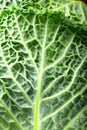 Leaf of savoy cabbage close up Royalty Free Stock Photo