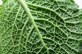 A leaf of savoy cabbage closeup, the leaf texture Royalty Free Stock Photo