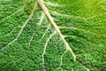 Savoy cabbage leaf texture macro background Royalty Free Stock Photo