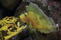 Leaf scorpionfish Royalty Free Stock Photo
