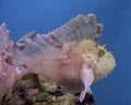 Leaf scorpionfish Royalty Free Stock Photo