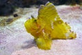 Leaf Scorpionfish Taenianotus triacanthus. Yellow fish