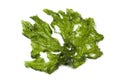 Leaf of Sea lettuce Royalty Free Stock Photo