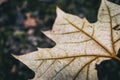 Leaf seen from very close where you can see the venation