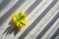 Leaf shadow on gray background Royalty Free Stock Photo