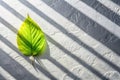 Leaf shadow on gray background Royalty Free Stock Photo