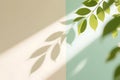 Leaf Shadow Minimal Wall Royalty Free Stock Photo
