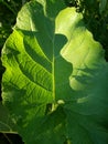 Leaf shadow sunlight large sacred geometry