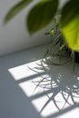 Leaf Shadows Framed by Blurred Foreground Leaves Royalty Free Stock Photo